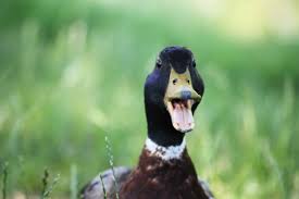 Malicious mallard