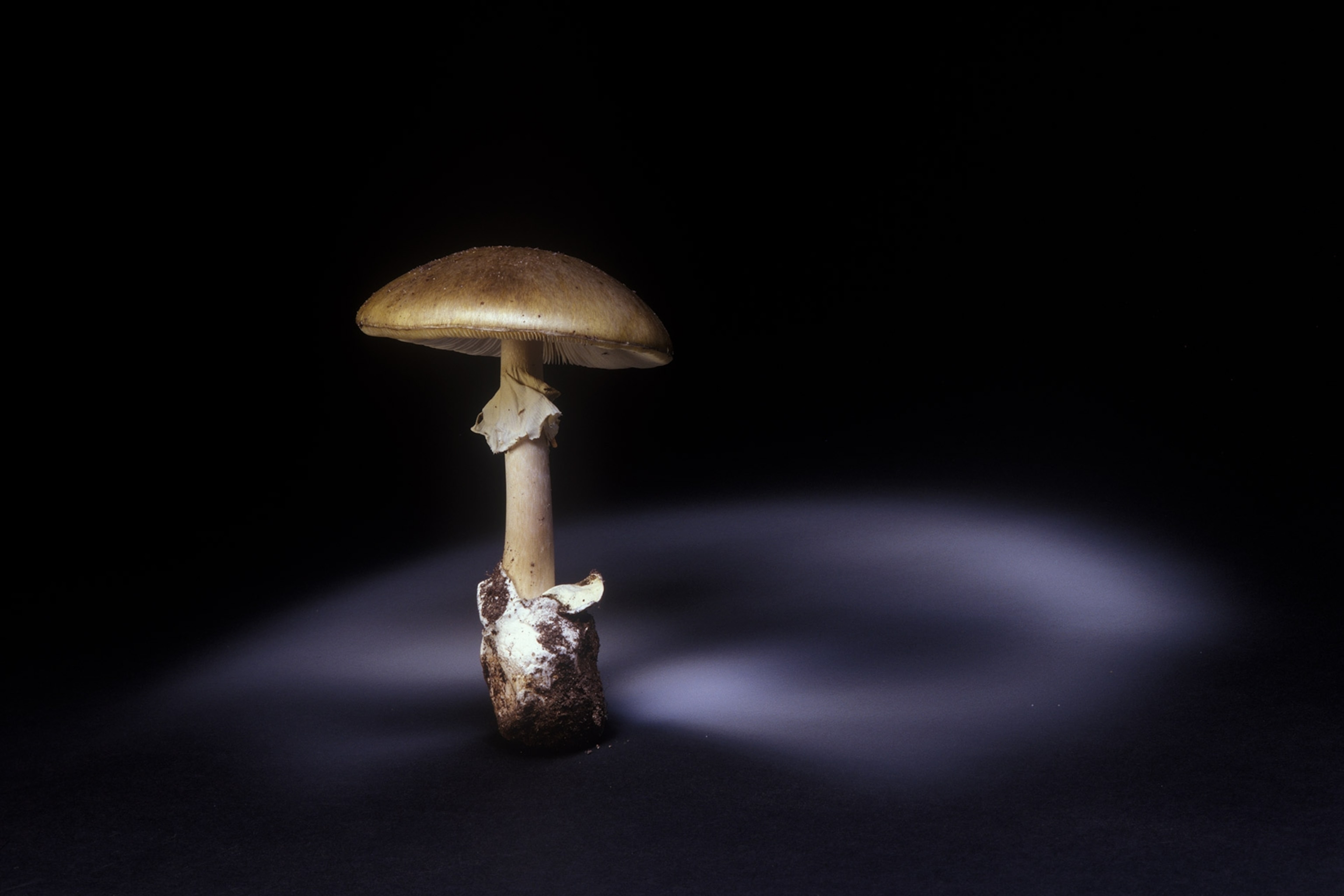 Naturepl 01339486 3x2 385122327
